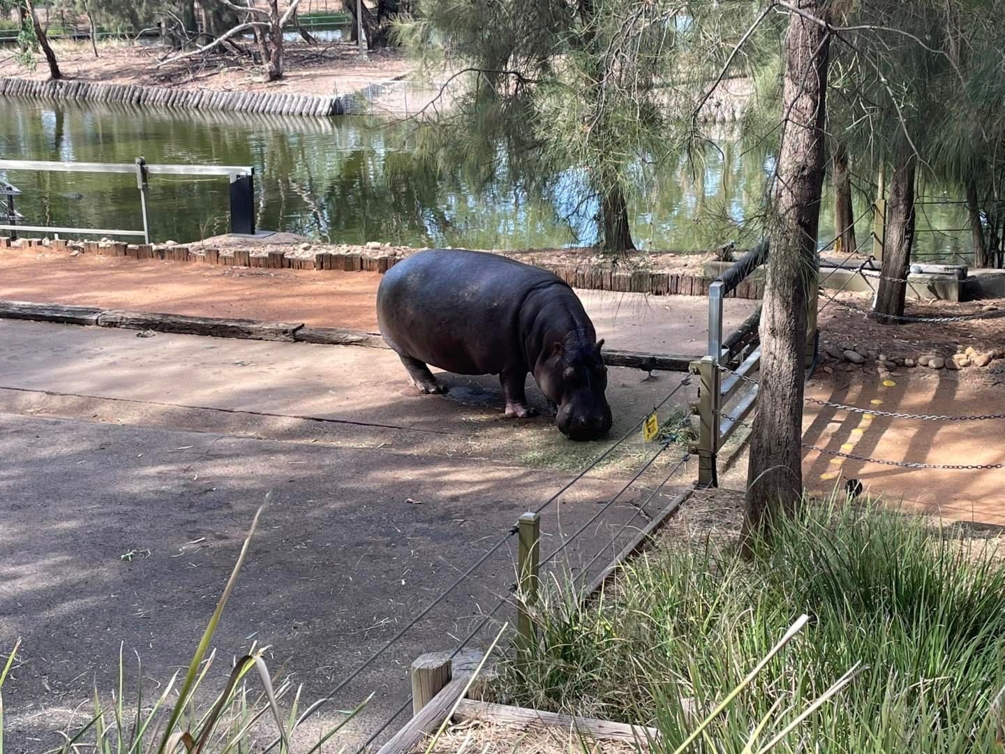 Dubbo Zoo 2025 Image -67de04ad9a754